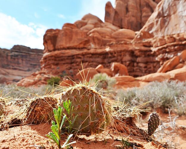 Moab summer